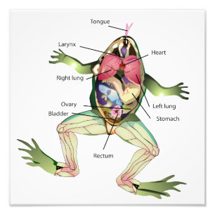 Impression Photo Illustration de l'anatomie de la grenouille