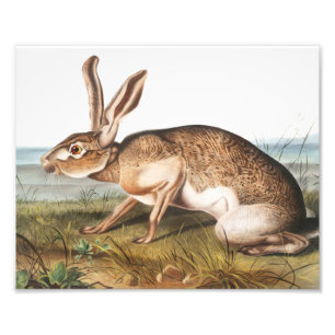 Impression Photo Illustration de lapin Lièvre texan (Lepus Texianus