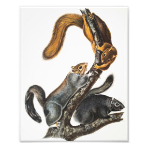 Impression Photo Illustration de l'écureuil de chat (Sciurus cinere