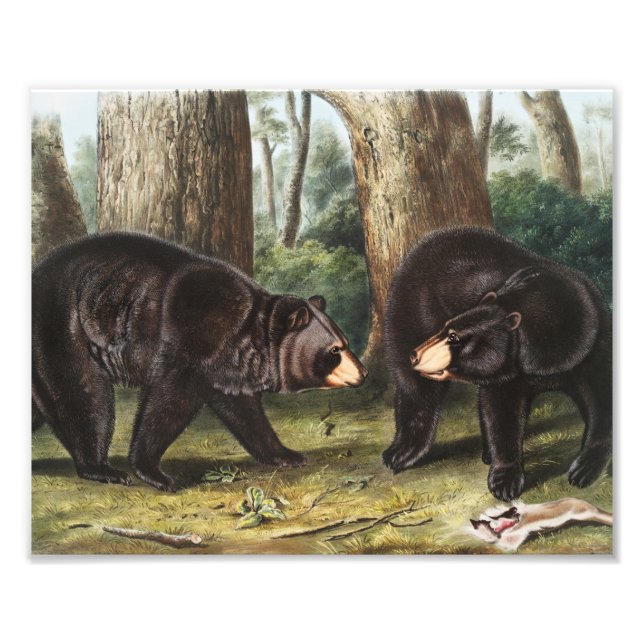 Impression Photo Illustration de l'ours noir américain Ursus Americ (Devant)