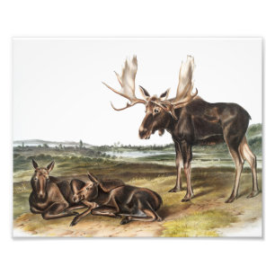 Impression Photo Illustration de Moose Deer (Servus alces)