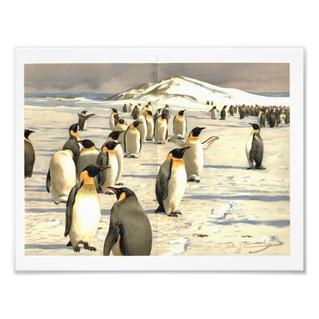Impression Photo Illustration de pingouins en Antarctique (Devant)