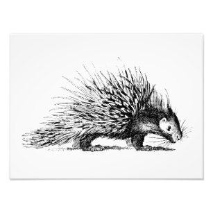 Impression Photo Illustration de Porcupine vintage - Porcupines des