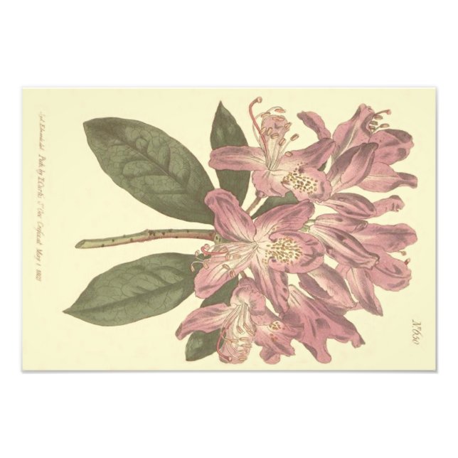 Impression Photo Illustration de rhododendron pourpre (Devant)