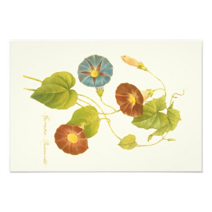 Impression Photo Illustration de Volubilis Bleu