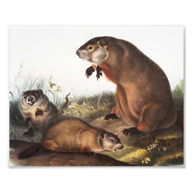 Impression Photo Illustration de Woodchuck (Arctomys monax) (Devant)