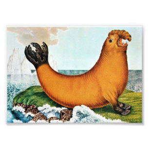 Impression Photo Illustration des éléphants de mer (Zotl)