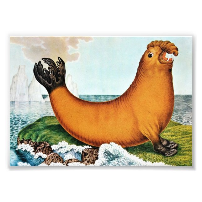 Impression Photo Illustration des éléphants de mer (Zotl) (Devant)