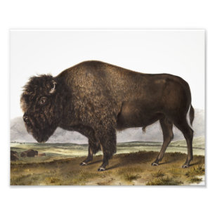 Impression Photo Illustration du bison américain (Bos Americanus)