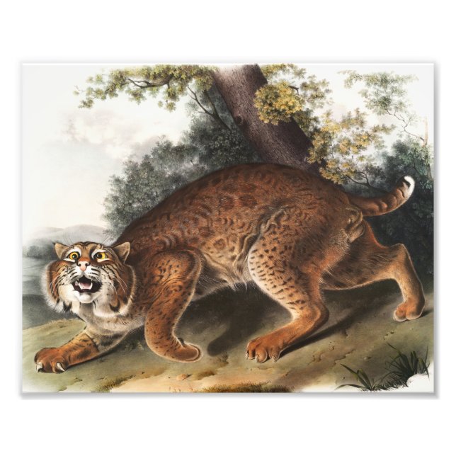 Impression Photo Illustration du chat sauvage américain (Lynx rufus (Devant)