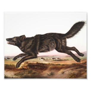 Impression Photo Illustration du loup noir américain (Canis lupus)