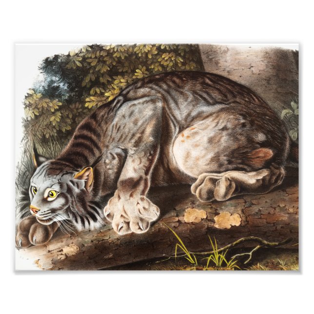 Impression Photo Illustration du Lynx du Canada (Lynx Canadensis) (Devant)