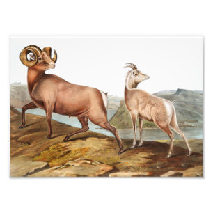 Impression Photo Illustration du mouton des Rocheuses (Ovis montana
