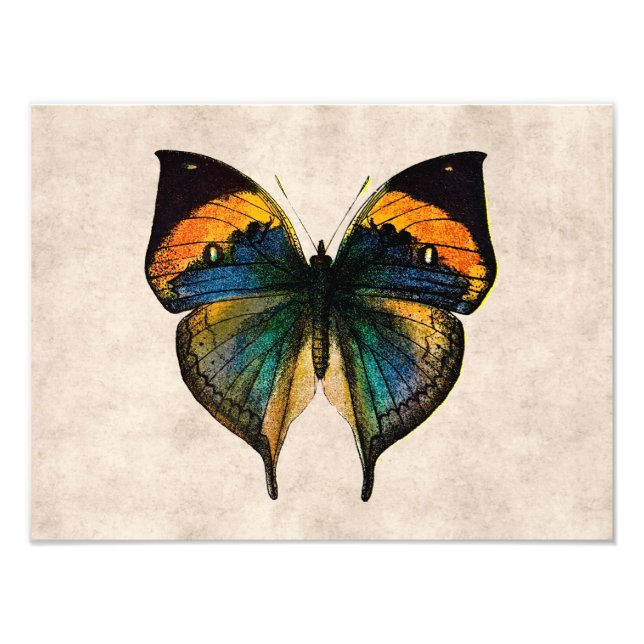 Impression Photo Illustration du papillon vintage des années 1800 (Devant)