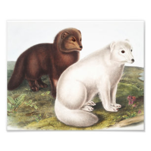 Impression Photo Illustration du renard arctique (Vulpes lagopus)