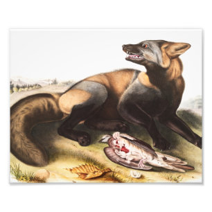 Impression Photo Illustration du renard croisé américain (Canis vul