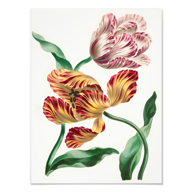 Impression Photo Illustration florale élégante de tulipe (Devant)