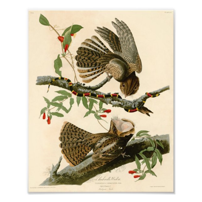 Impression Photo Illustration vintage Audubon Chuck Wills Widow (Devant)