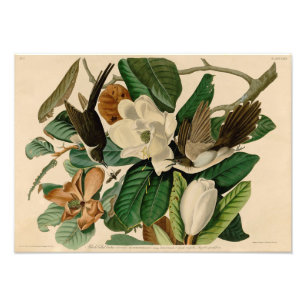 Impression Photo Illustration vintage Audubon noir col à bec noir