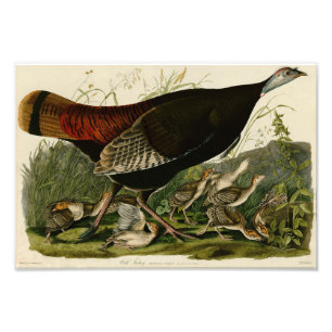 Impression Photo Illustration vintage Audubon Wild Turkey