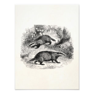 Impression Photo Illustration vintage de blaireaux de 1800s de