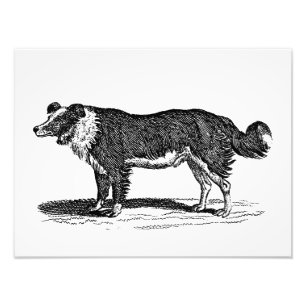 Impression Photo Illustration vintage de chien de border collie de