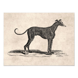 Impression Photo Illustration vintage de Chien de Greyhound datant