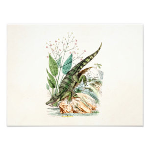 Impression Photo Illustration vintage de crocodile d'alligator de