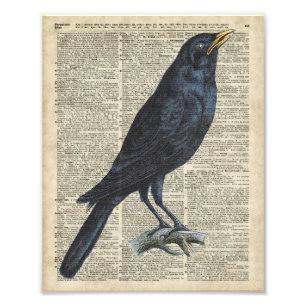 Impression Photo Illustration Vintage De Crow Sur La Page Old Encyc
