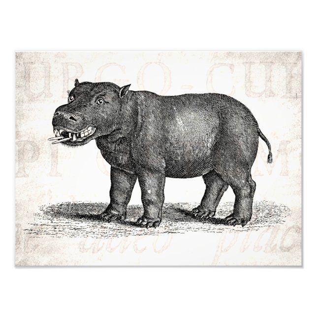 Impression Photo Illustration vintage de l'hippopotame des années 1 (Devant)