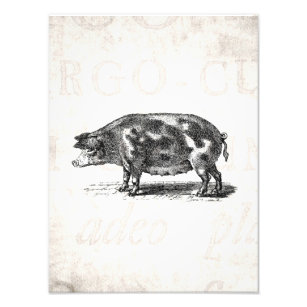 Impression Photo Illustration vintage de porc sur vieux papier 1800