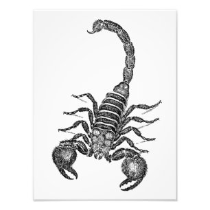 Impression Photo Illustration vintage de scorpion de 1800s -