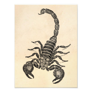 Impression Photo Illustration vintage de scorpion de 1800s -