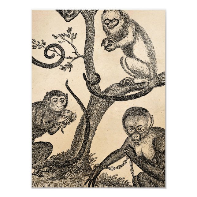 Impression Photo Illustration vintage de singe - Singes des années  (Devant)
