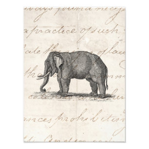 Impression Photo Illustration vintage des années 1800 - Eléphants