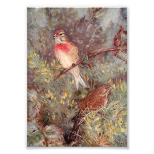 Impression Photo Illustration Vintage des oiseaux de ligne