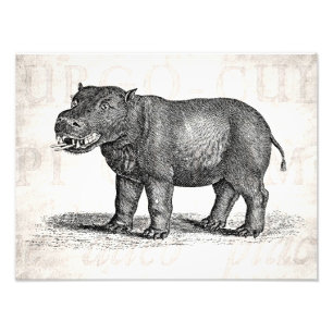 Impression Photo Illustration vintage d'hippopotame de 1800s -
