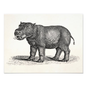 Impression Photo Illustration vintage d'hippopotame de 1800s -
