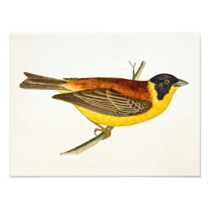 Impression Photo Illustration vintage d'oiseau de chanson - oiseaux