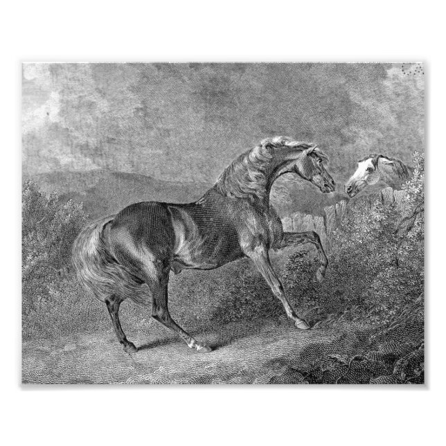 Impression Photo Illustration Vintage du Stallion Horse (Devant)