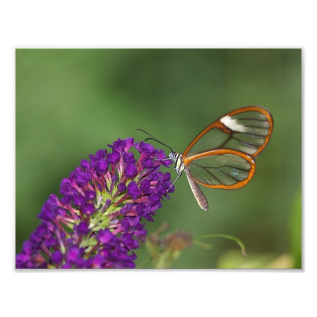 Impression Photo Ils m'appellent Clear Wing (Devant)