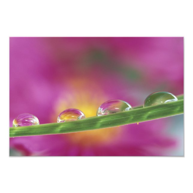 Impression Photo Image d'asters formés dans des gouttelettes d'eau (Devant)