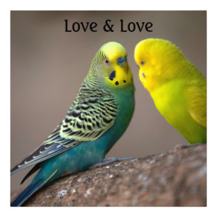 Impression Photo Image de perroquet personnalisée Texte d'amour Agr
