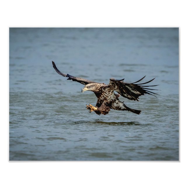 Impression Photo Immature Bald Eagle plongée pour un poisson (Devant)
