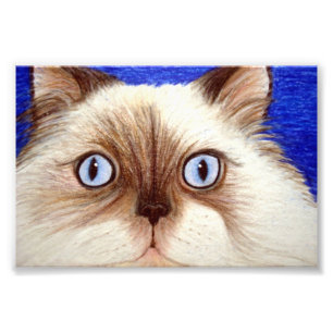 Impression Photo Impertinent le chat de l'Himalaya copie de 5 x 7
