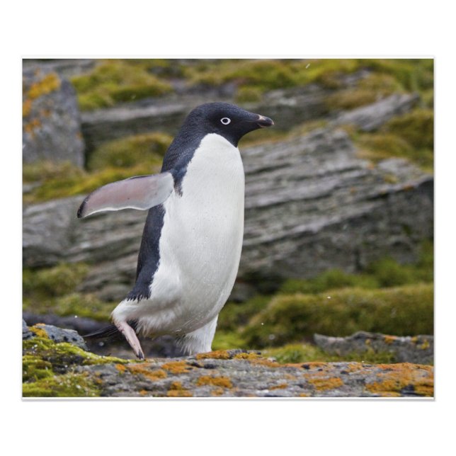 Impression Photo Imprimer Adelie Penguin (Devant)