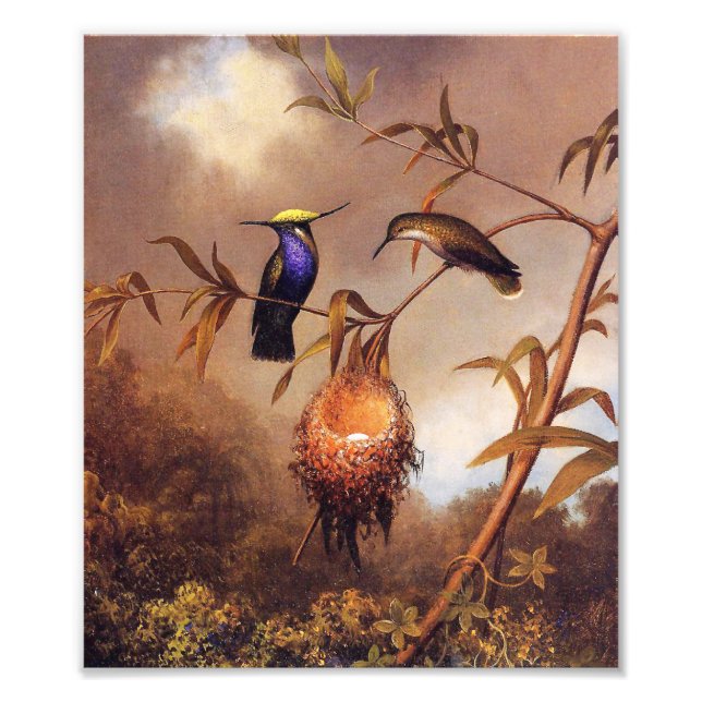Impression Photo Imprimer la famille des colibris (Devant)