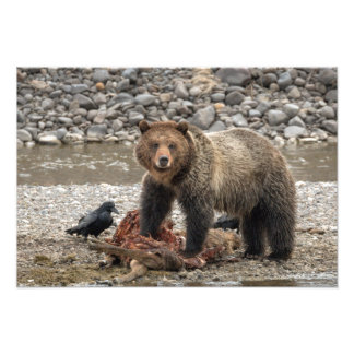 Impression Photo Imprimer le grizzli et le corbeau