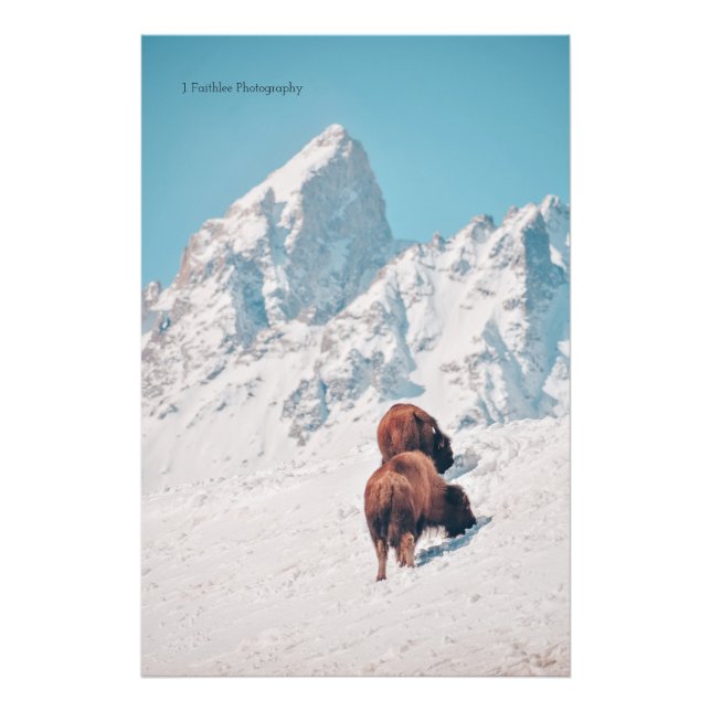 Impression Photo Imprimer mur Art Mountain Bison (Devant)