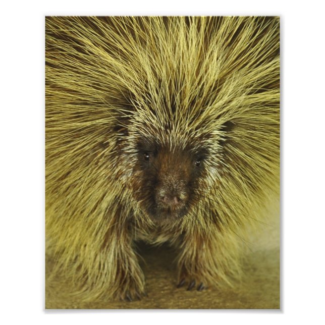 Impression Photo Imprimer Porcupine Texas Cute (Devant)